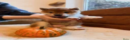 Japanese Shiba Inu dogs for sale: Kennel club registered Shiba Inu puppies  - Advert 6