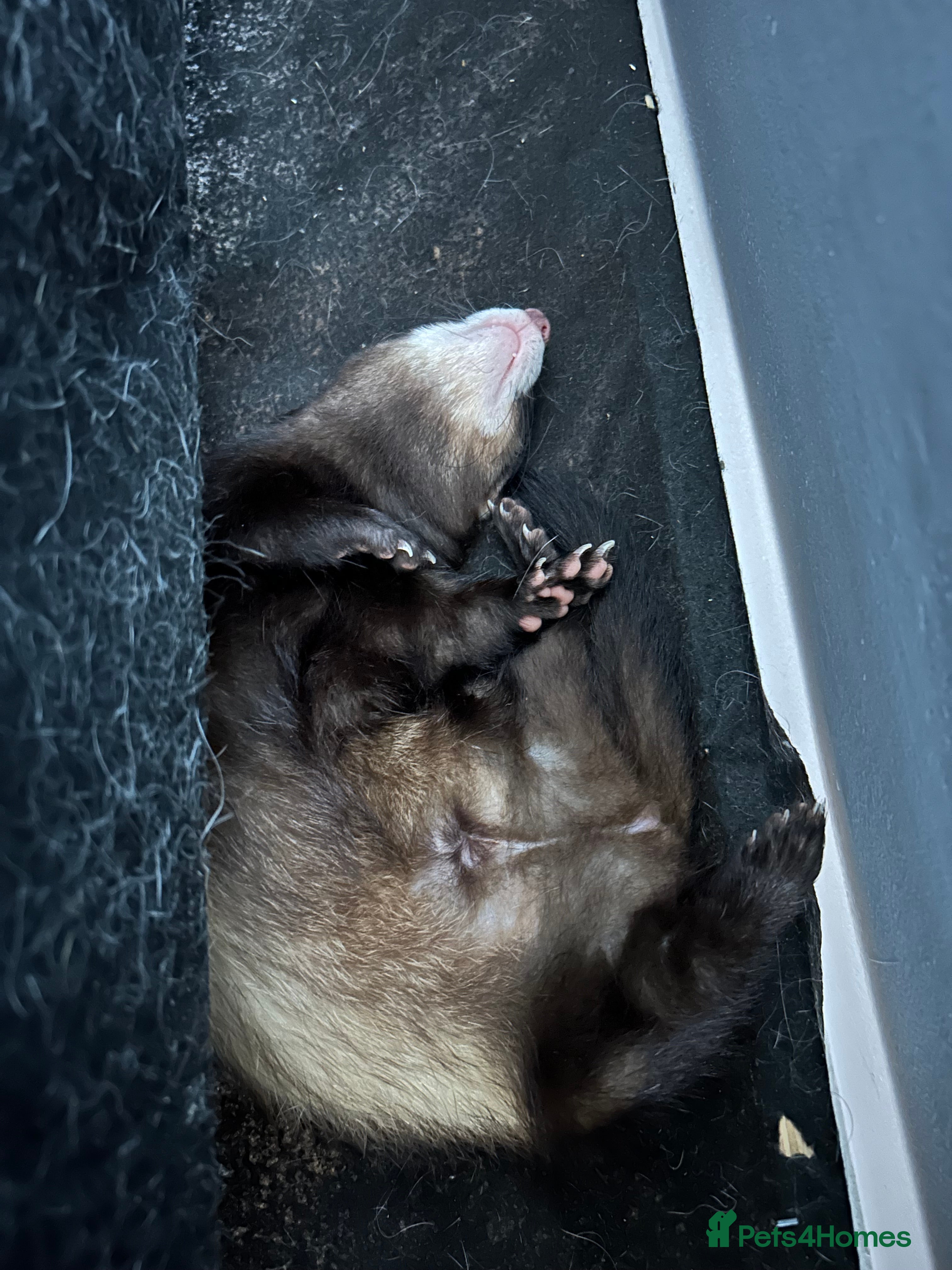 Ferret rodents 2 male ferrets  - Advert 6