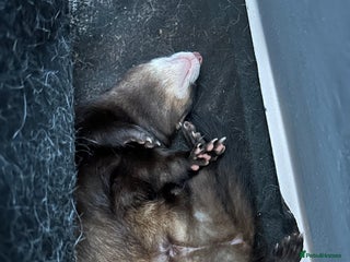 Ferret rodents 2 male ferrets - Advert 1