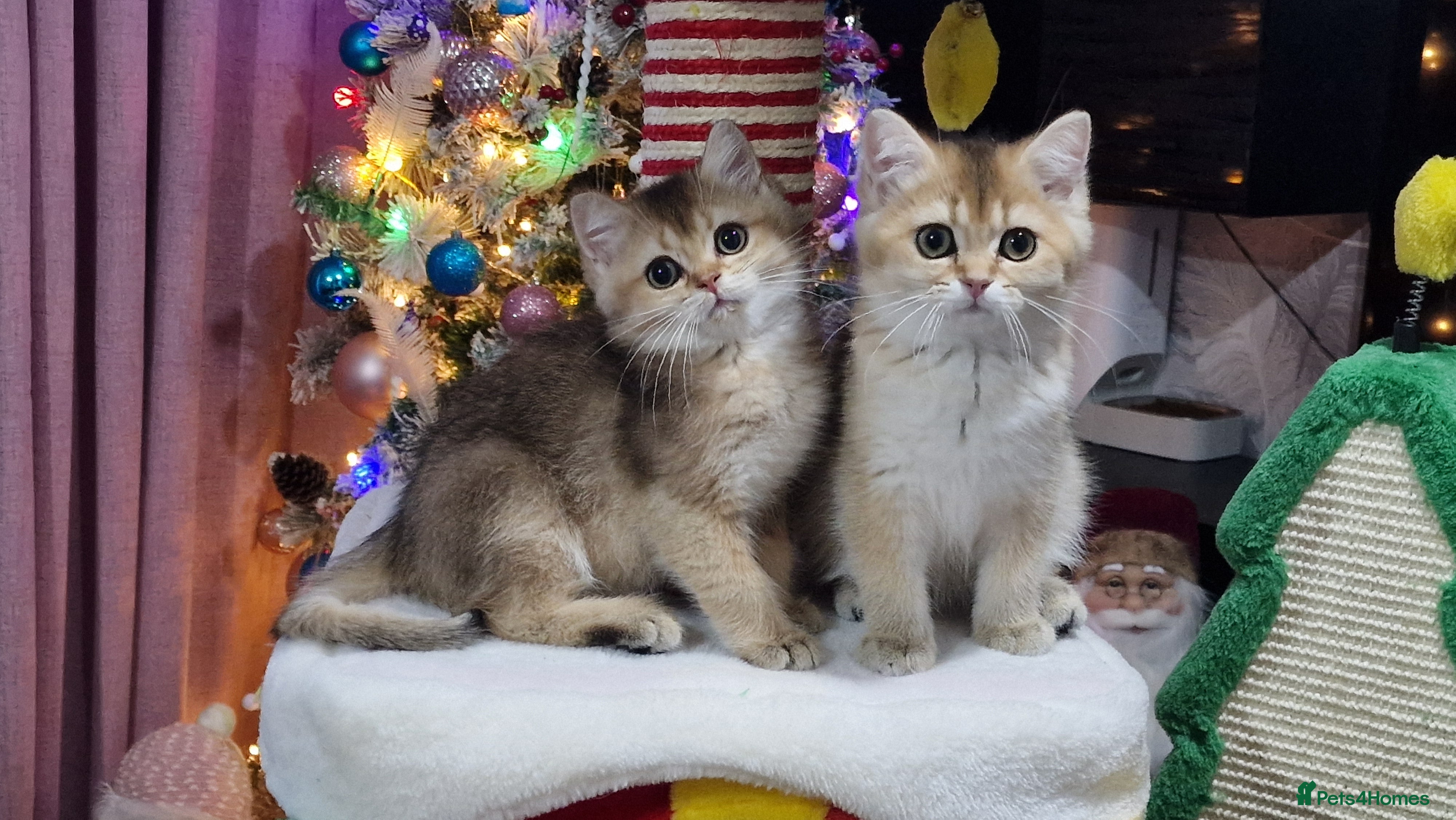 British Shorthair cats British shorthair pedigree kittens - Advert 2