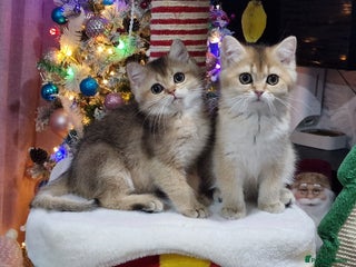 British Shorthair cats British shorthair pedigree kittens - Advert 2