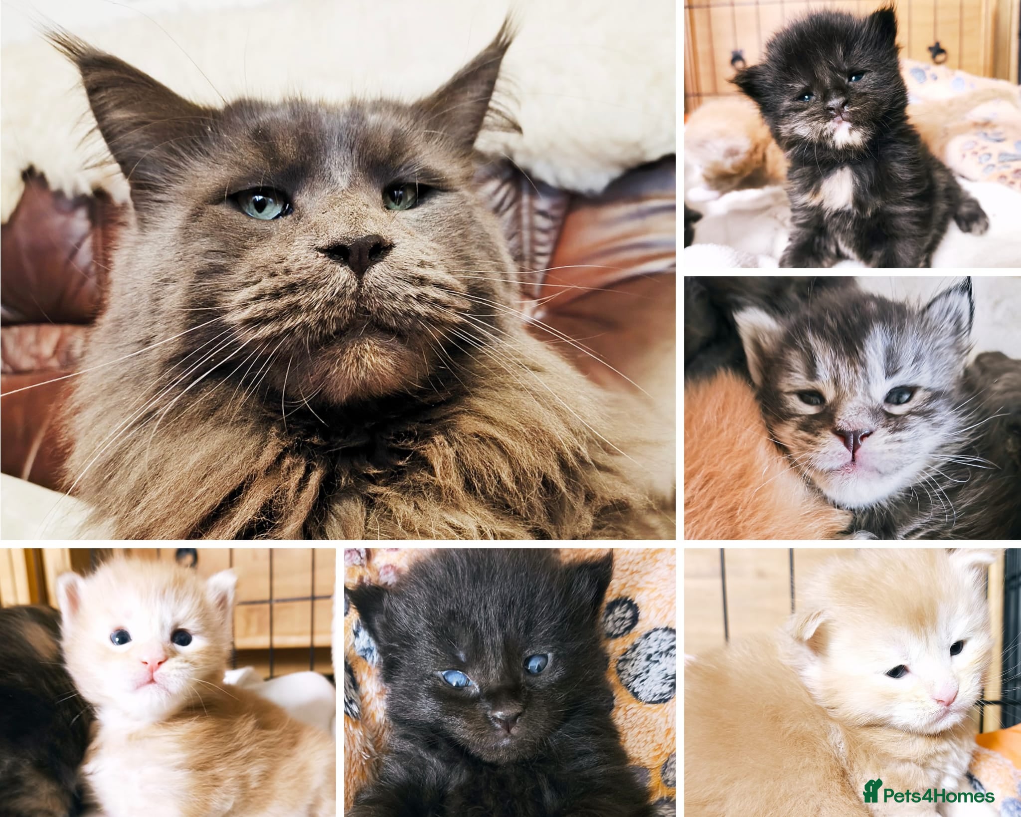 Maine Coon cats XXL Maine coon kittens, DNA health tests  - Advert 1