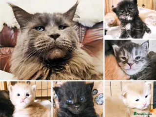 Maine Coon cats XXL Maine coon kittens, DNA health tests - Advert 1