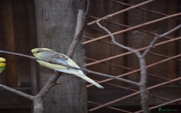 Budgerigars birds for sale: Aviary Bred Budgie Chicks 12 Weeks - Image 4
