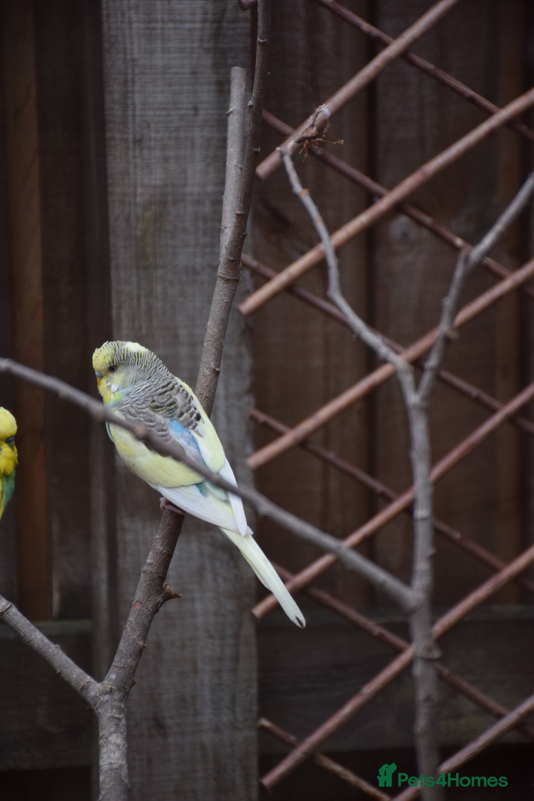 Budgerigars birds for sale: Aviary Bred Budgie Chicks 12 Weeks - Image 4