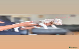 Miniature Dachshund dogs for sale: 3 gorgeous miniature dachshunds  - Image 2