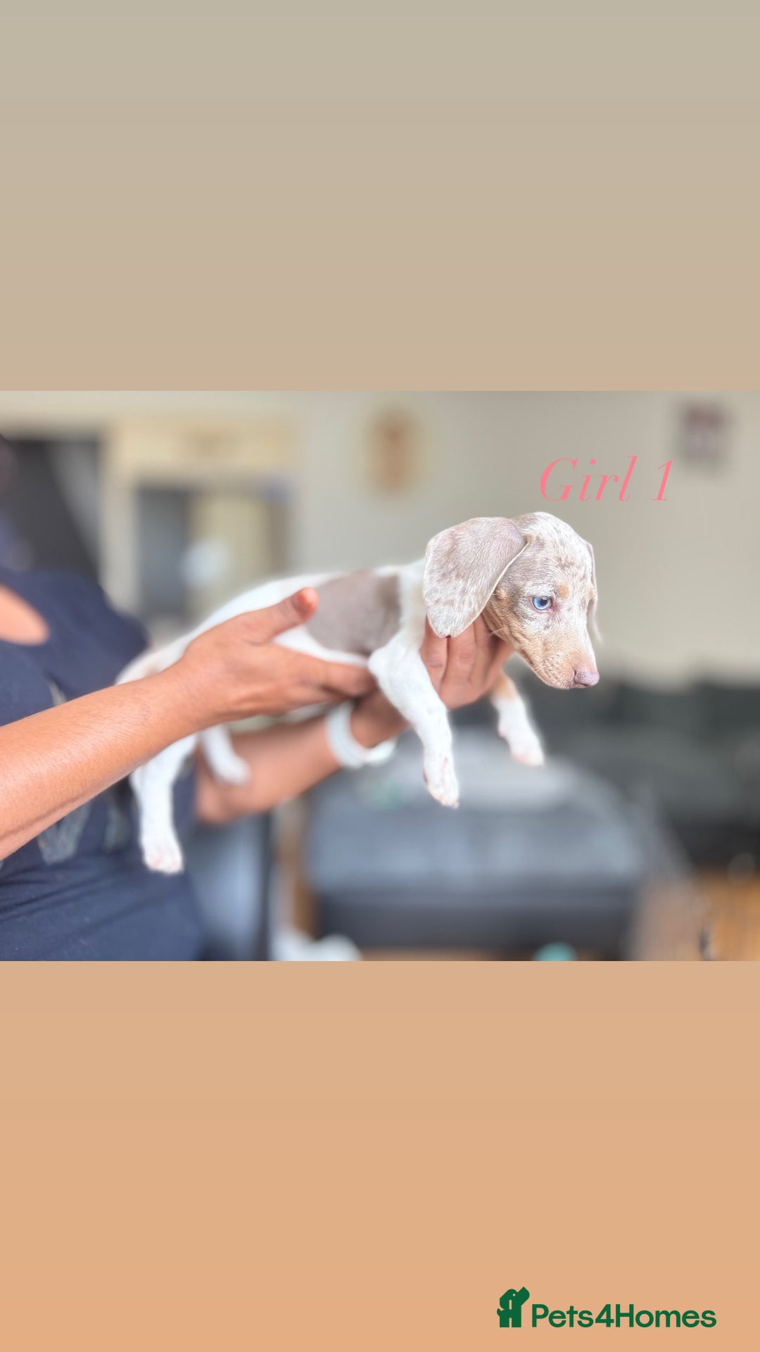 Miniature Dachshund dogs for sale: 3 gorgeous miniature dachshunds  - Image 2