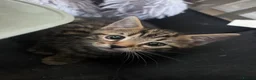 Mixed Breed cats for sale: Kittens for sale blackpool  - Advert 24