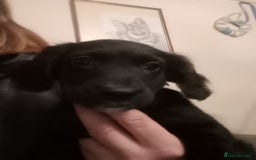 Mixed Breed dogs for sale: Male Pups  - Image 4