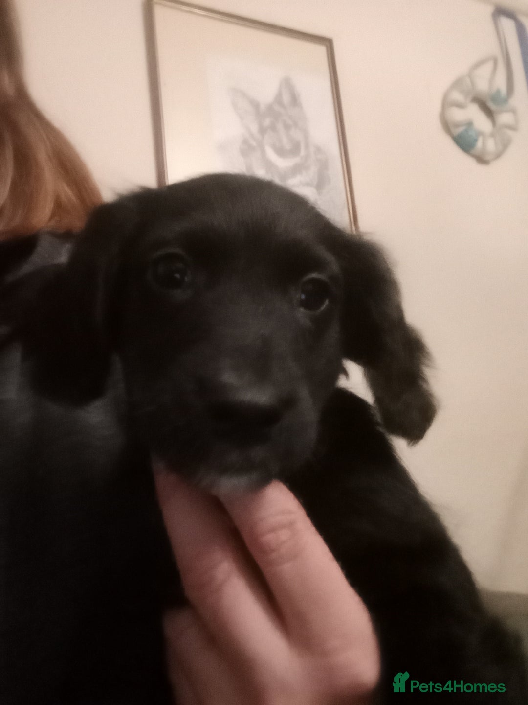 Mixed Breed dogs for sale: Male Pups  - Image 4