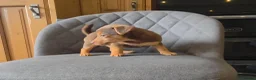 Jack Russell dogs for sale: Short Legged Jack Russell Puppies  - Advert 3