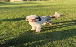 Bernedoodle dogs for sale: Mini Bernedoodle **waiting list** - Image 4