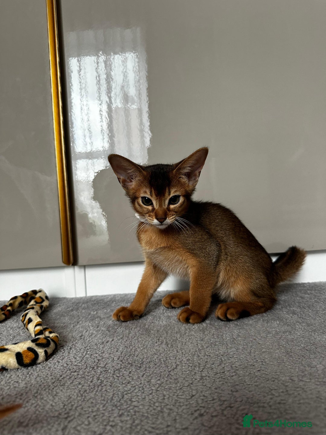 Abyssinian cats for sale: Nice Pure Abyssinian Kittens - Image 23