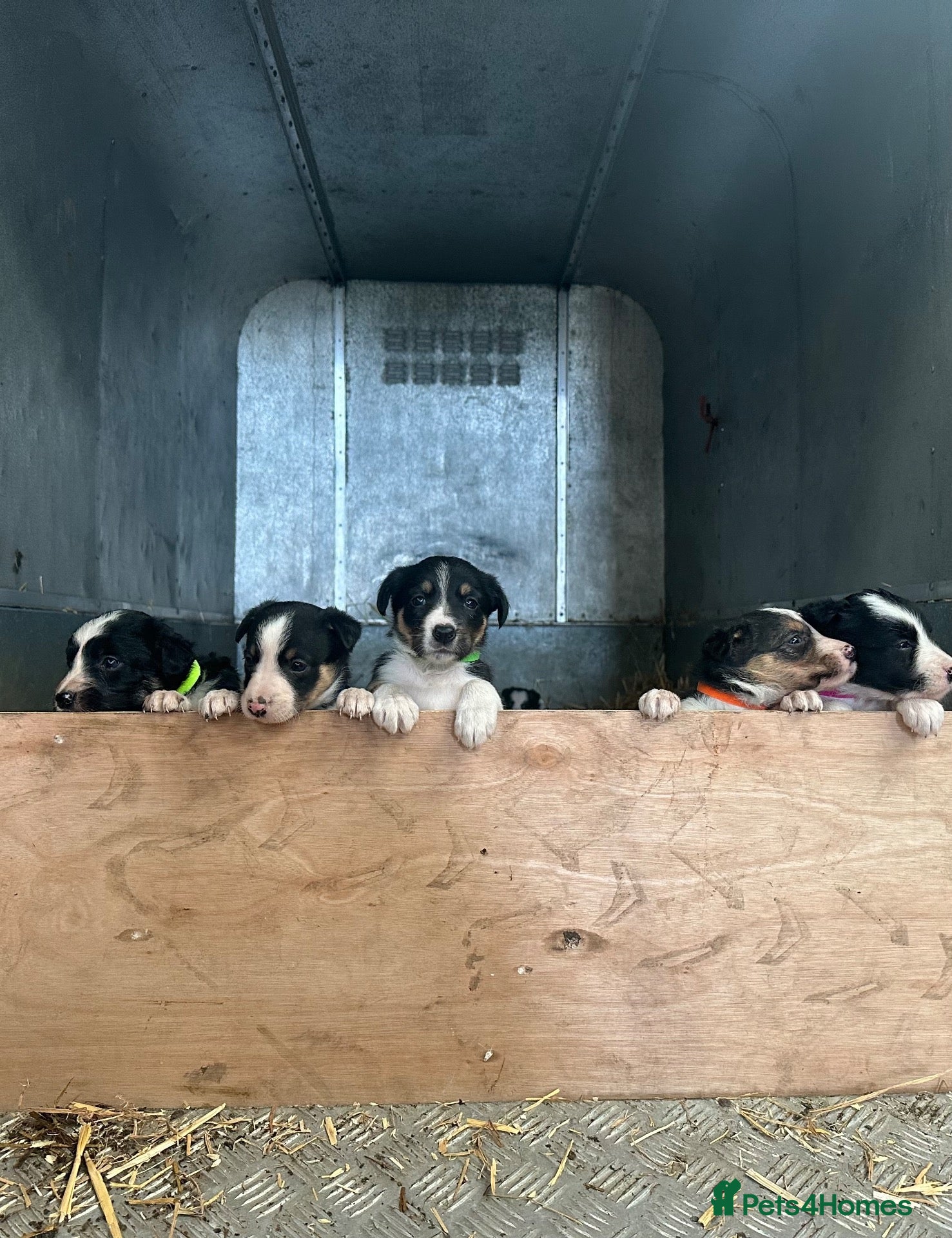 Border Collie dogs Border Collies - Advert 4