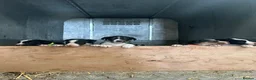 Border Collie dogs for sale: Border Collies - Advert 1