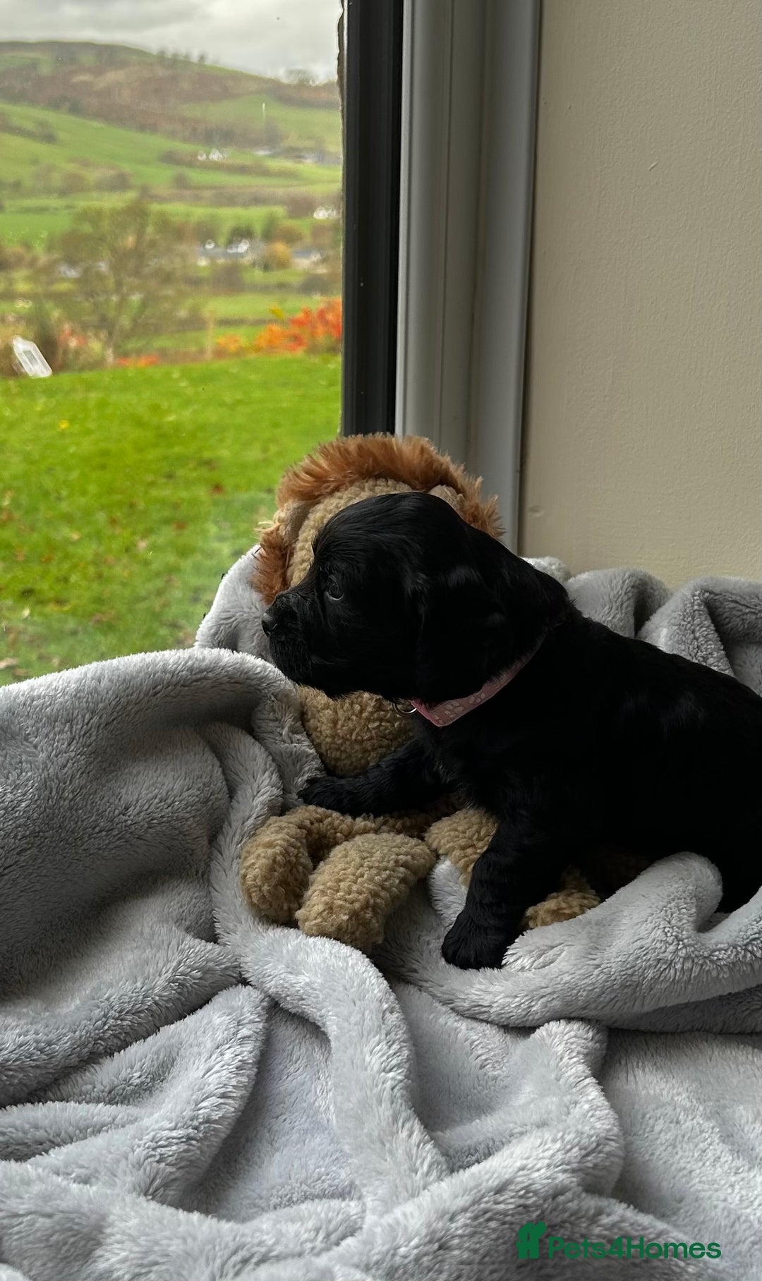 Cocker Spaniel dogs for sale: ✨ Cuddles Await from our Cocker Spaniel Pups  - Advert 24