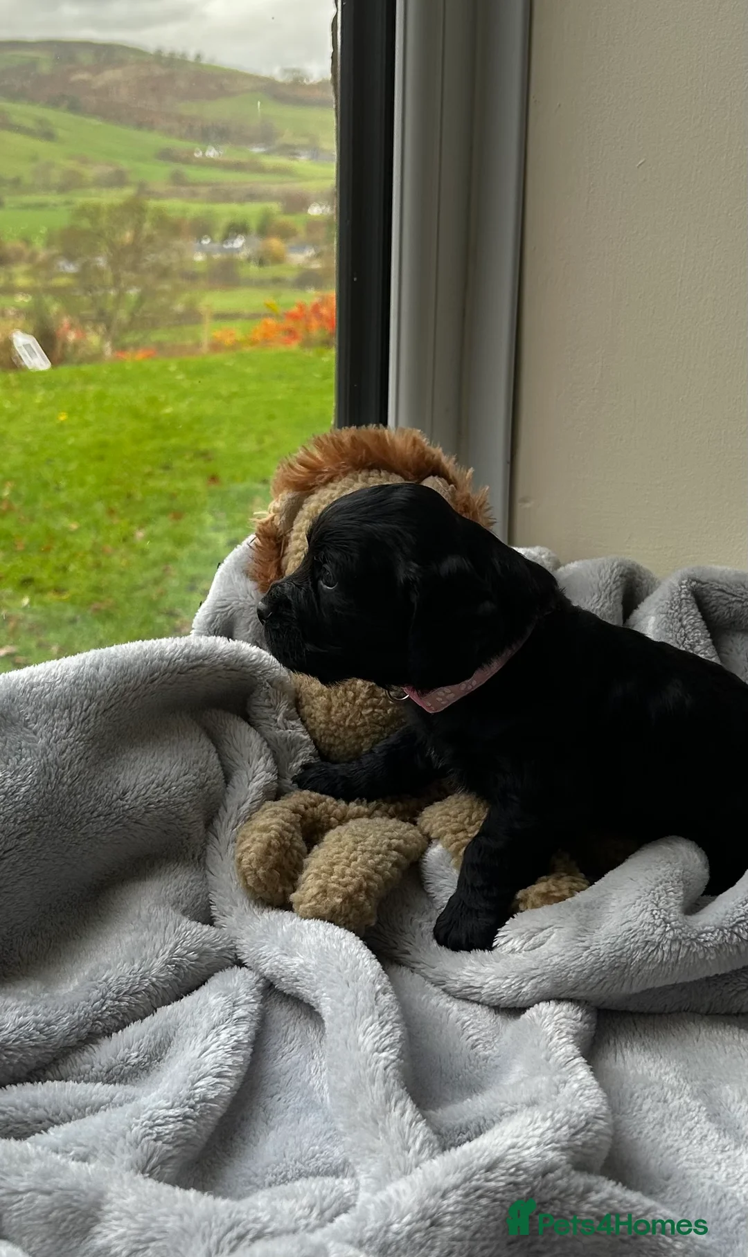 Cocker Spaniel dogs for sale: ✨ Cuddles Await from our Cocker Spaniel Pups  - Advert 28