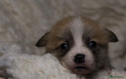 Welsh Corgi Pembroke dogs for sale: Naturally bobbed unique babies - Image 8
