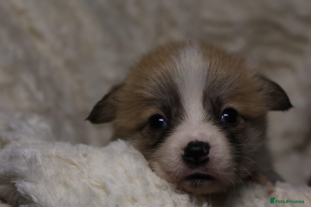 Welsh Corgi Pembroke dogs for sale: Naturally bobbed unique babies - Image 8