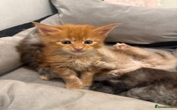 Maine Coon cats for sale: Beautiful main coon kittens for sale  - Advert 14