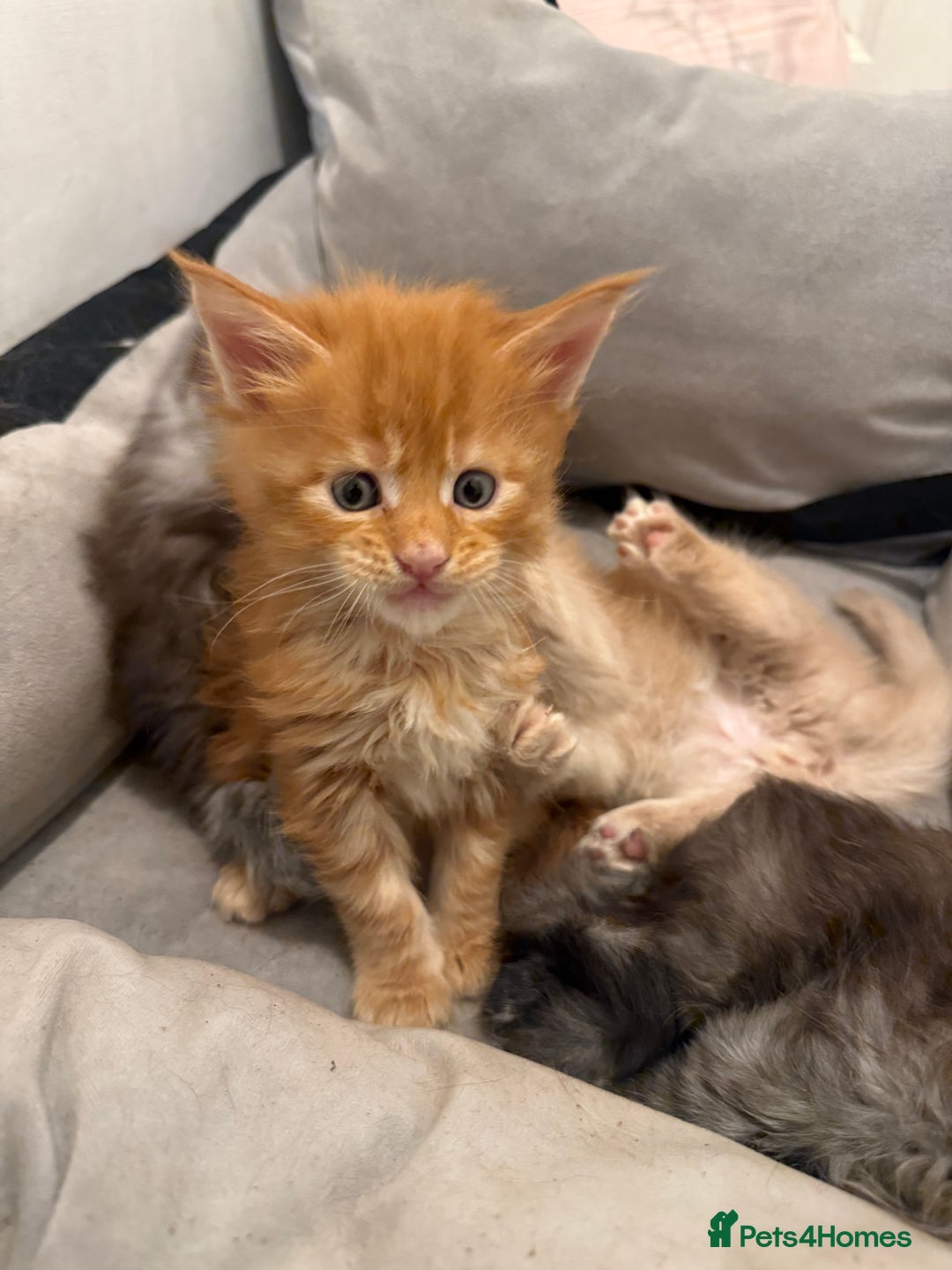 Maine Coon cats for sale: Beautiful main coon kittens for sale  - Advert 14