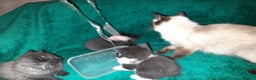Mixed Breed cats for sale: Kittens for sale  - Advert 1