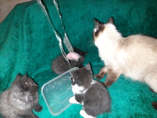 Mixed Breed cats Kittens for sale - Advert 1