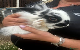 Lionhead rabbits for sale: Baby lion head rabbits for sale - Image 14