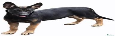 Puppy 12