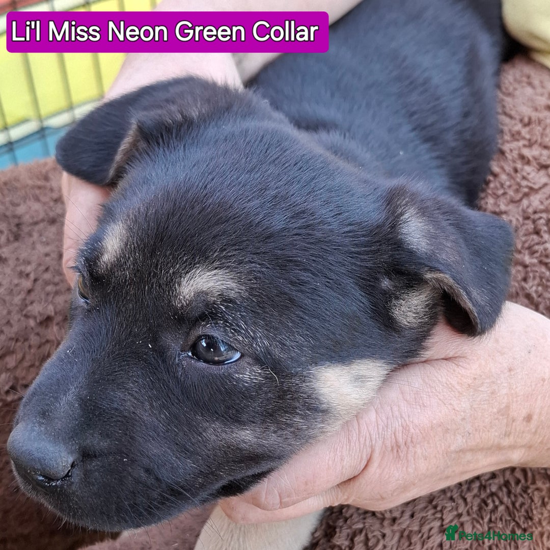 Rottweiler dogs for sale: Stunning Litter Of Shepweiler X Mastiff Pups - Image 23