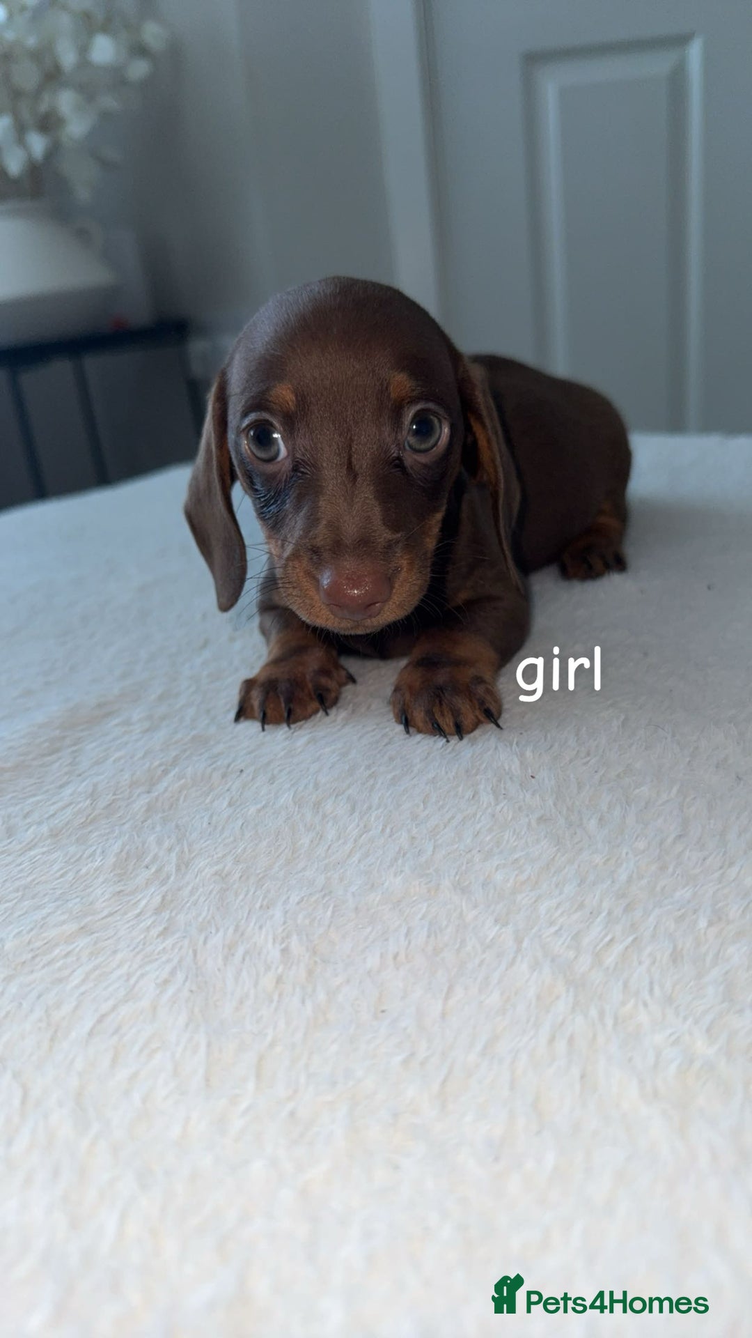 Dachshund dogs for sale: True miniature chocolate and tan dachshund - Advert 4