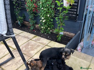 Griffon Bruxellois dogs - Advert 2