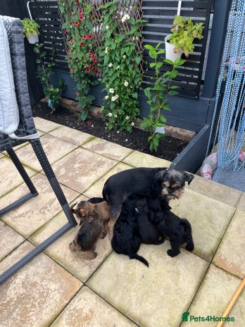 Griffon Bruxellois dogs - Advert 2