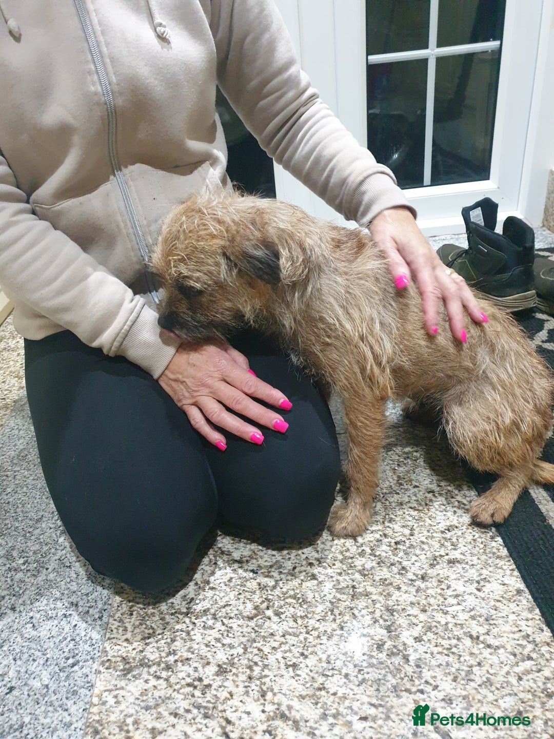Border Terrier dogs for sale: 3yr old Female Border Terrier  - Advert 11