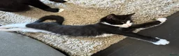 European cats for sale: TUXEDO KITTEN (FEMALE) - Advert 5