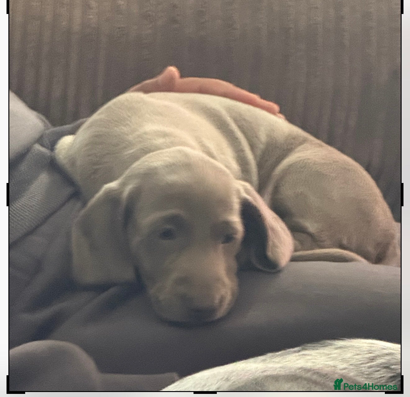Dachshund dogs for sale: One beautiful boy left looking for forever home - Advert 2