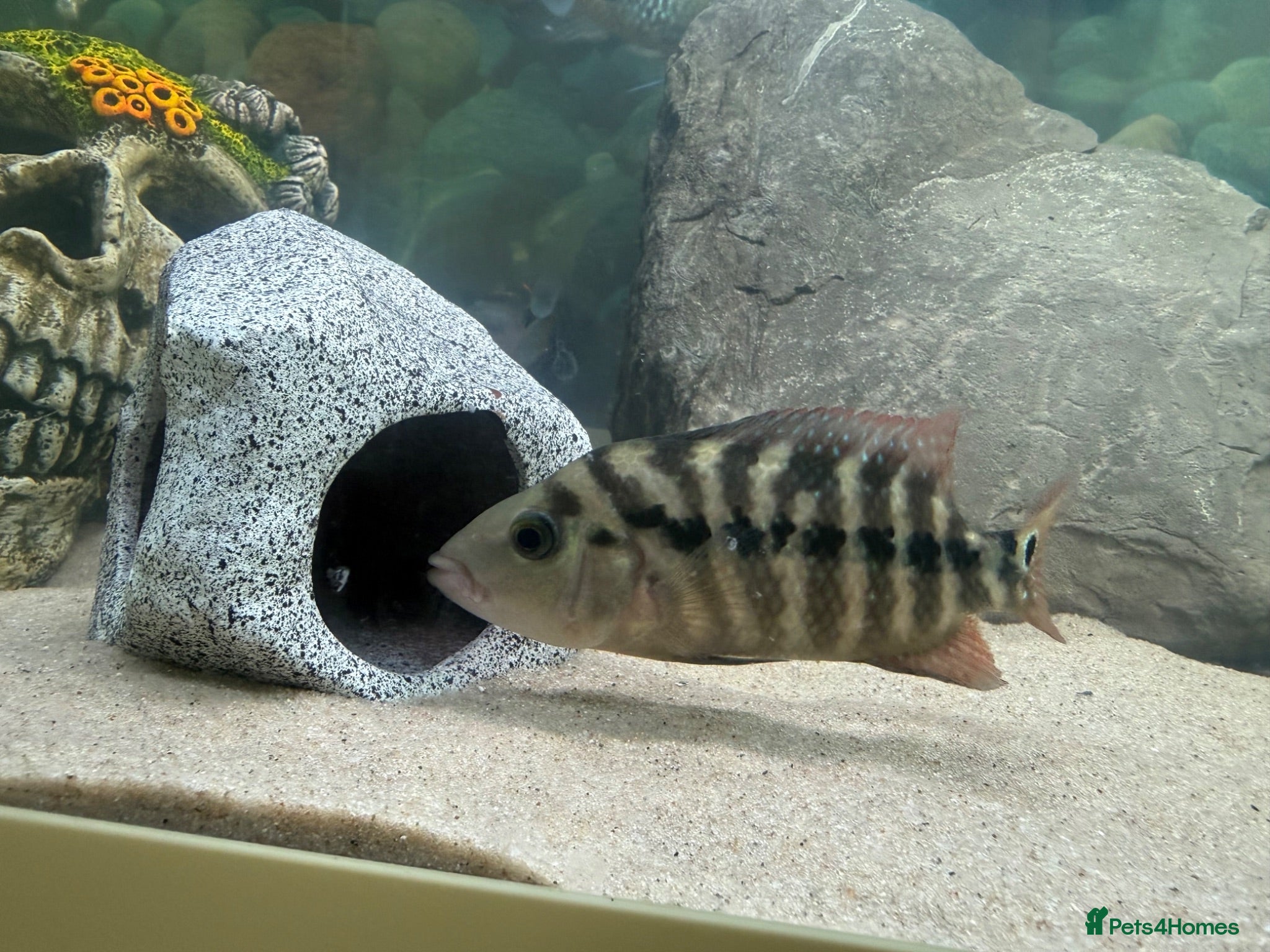 Other/Mixed Breed fish Electric Acaras, polar peacock, red&green terrors - Advert 7