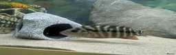 Other/Mixed Breed fish for sale: Electric Acaras, polar peacock, red&green terrors - Advert 1