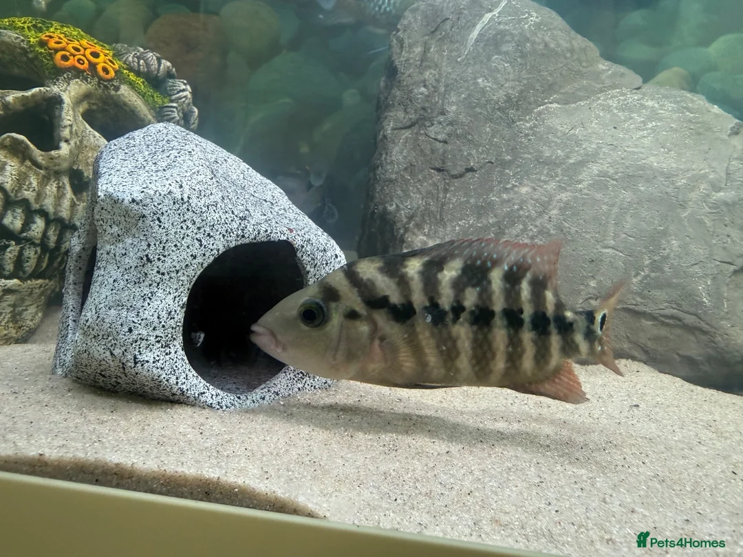 Other/Mixed Breed fish for sale: Electric Acaras, polar peacock, red&green terrors - Advert 1