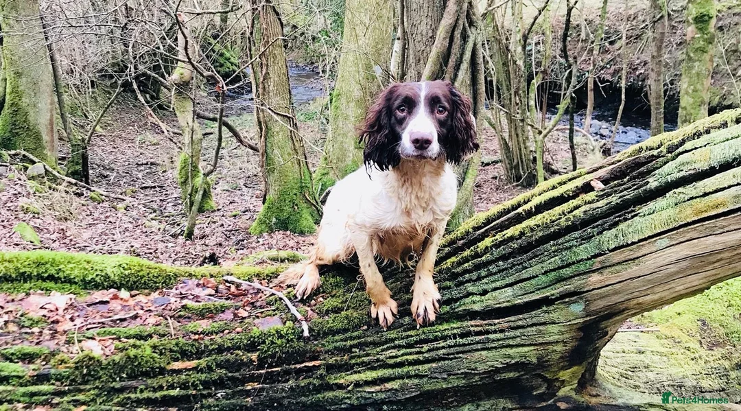 Sprocker dogs for sale: Black Sprocker Pups - Advert 16