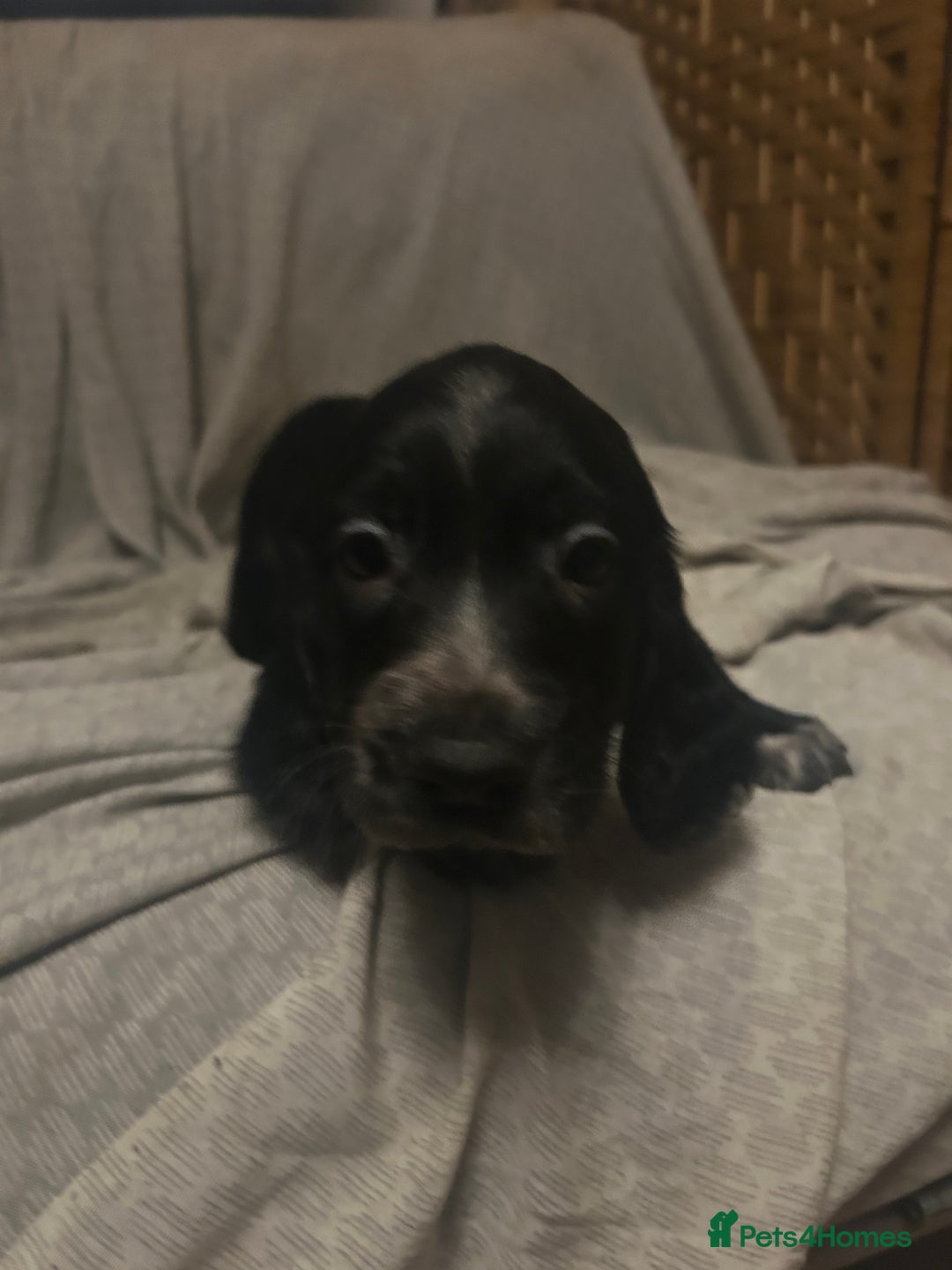 Cocker Spaniel dogs for sale: Cocker Spaniel Puppies - Advert 2