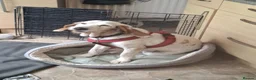 Mixed Breed dogs for adoption: Cora - lovely Sabueso Hound for adoption in Southampton - Advert 8