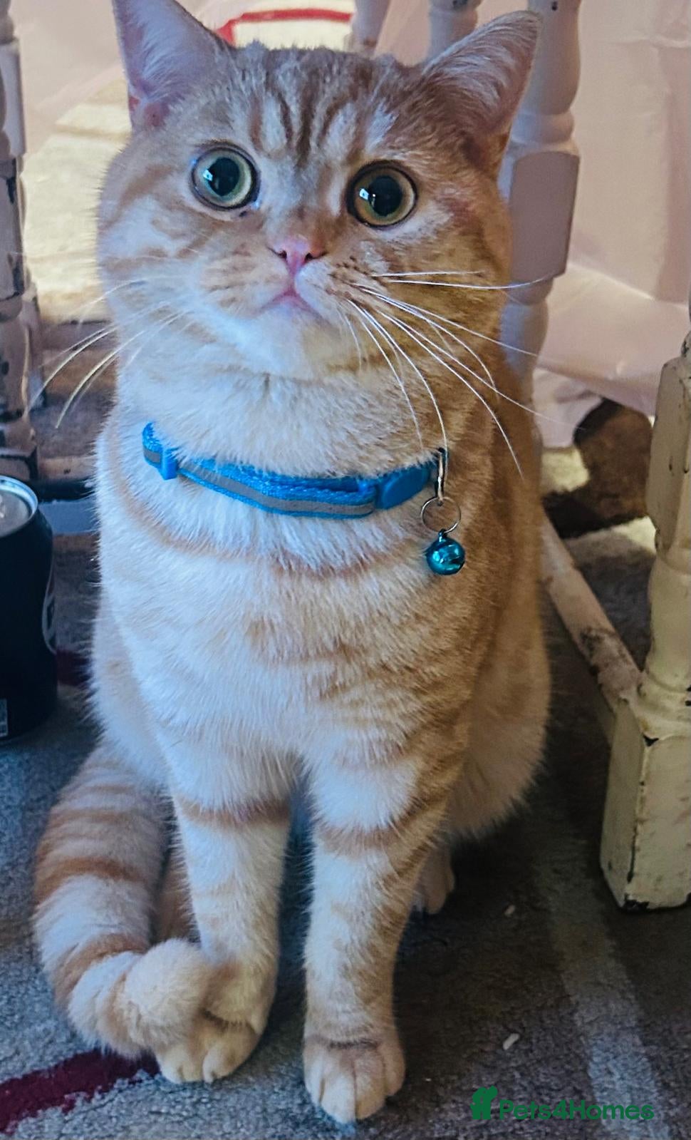 Mixed Breed cats Stud: 16 m Male British Shorthair x Scottish Fold - Advert 2