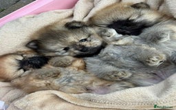 Pomeranian dogs for sale: Teddy bear pomeranians  - Image 1