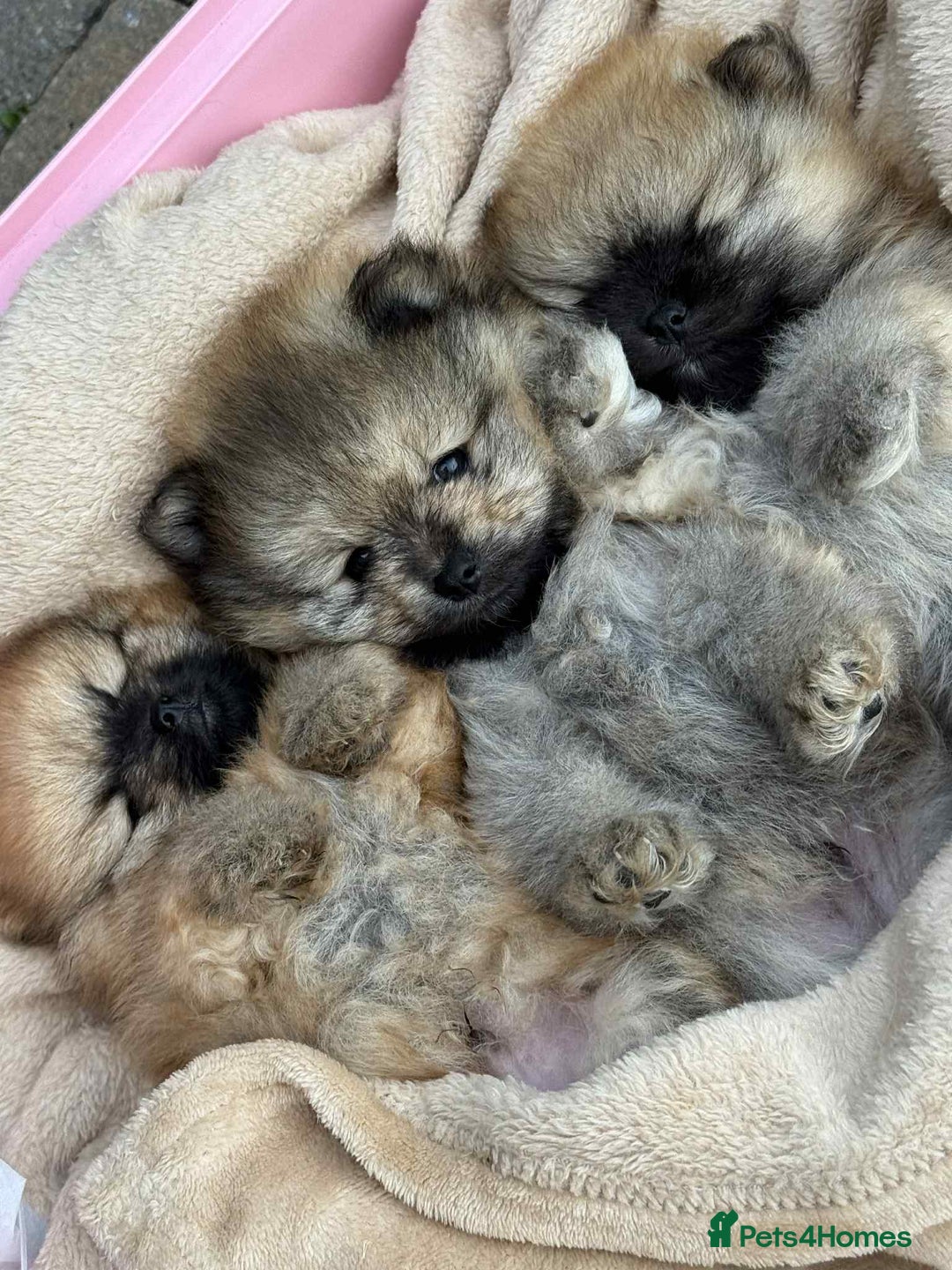 Pomeranian dogs for sale: Teddy bear pomeranians  - Image 1