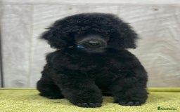 Miniature Poodle dogs for sale: Boys,Boys,Boys! Stunning Miniature Poodle Puppies - Advert 3