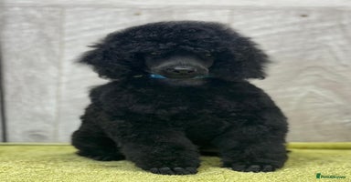 Miniature Poodle dogs Boys,Boys,Boys! Stunning Miniature Poodle Puppies - Advert 2