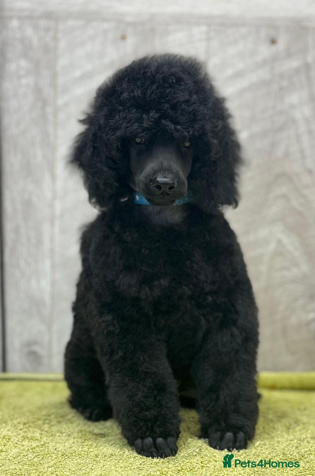 Miniature Poodle dogs for sale: Boys,Boys,Boys! Stunning Miniature Poodle Puppies - Advert 3