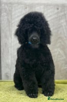 Miniature Poodle dogs Boys,Boys,Boys! Stunning Miniature Poodle Puppies - Advert 2