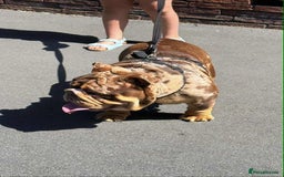 English Bulldog dogs for stud: Kenji chocolate merle STUD - Image 5